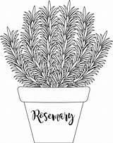 Herb Clipart Outline Rosemary Planter Plants Labeled Transparent Medium Gif sketch template