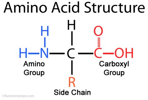 reactions  amino acids ellesmere ocr  level chemistry