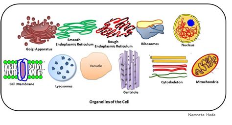 biology cell organelles dicoverers