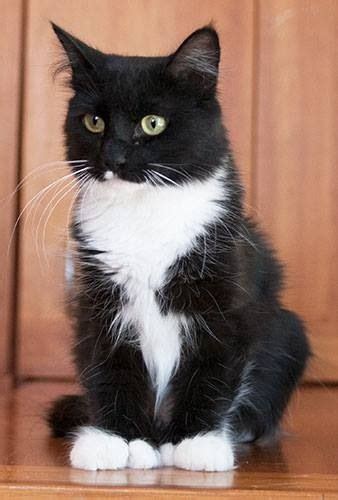 i love tuxedo cats they are gorgeous all black cats are