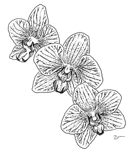 coloring pages  kids orchid flower coloring page
