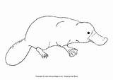 Platypus Colouring Australian Pages Animals Coloring Animal Easy Template Colour Aboriginal Baby Activityvillage Outline Realistic Drawings Cute Templates Sketch Platypuses sketch template