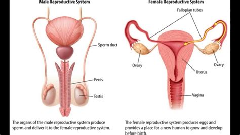 Female Reproductive System Diagram Blank World Of Reference