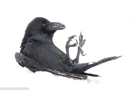 Having A Snow Ball Playful Raven Rolls Around Daily Mail Online