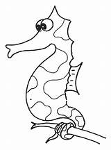 Seahorse Coloring Template Sea Horse Pages Templates Funny Shape Dark Print Kids Colouring sketch template