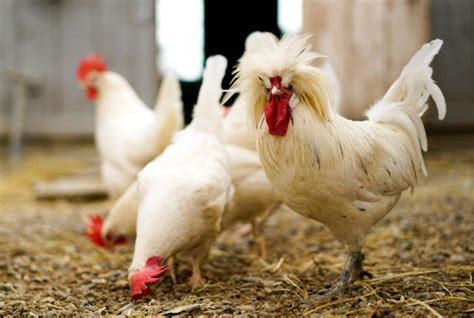mental floss on twitter chickens are much much smarter than they