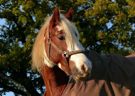 todo lo  debes de saber de los caballos pintos seguros equitacion