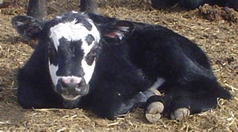 What You Need To Know About Mad Cow Disease