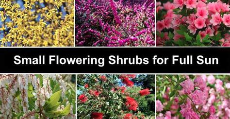 small flowering shrubs  full sun  pictures identification