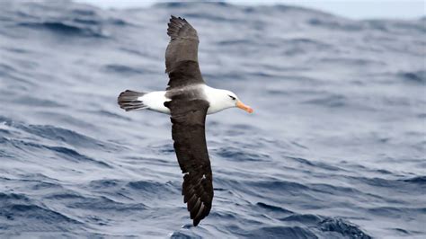 albatross wing color explained  drone designers