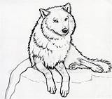 Vuka Nacrtati Kako Arctic Wolves Paintingvalley sketch template