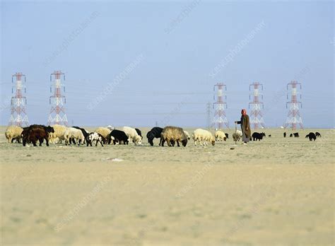goat herd stock image  science photo library