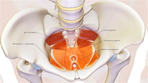 Pelvic Floor Physical Therapy For Ms Bladder And Bowel