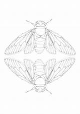 Cicada Insect Coloring Spider Paintingvalley Visuals Linocut sketch template