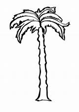 Tree Drawing Palmetto Palm Coloring Coconut Sabal Pages Sheet Getdrawings sketch template