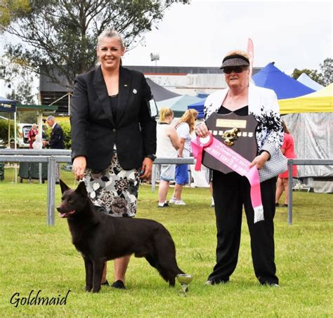 supreme champion tegoura toblerone owned by tegoura kennels