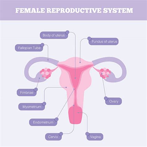 Female Reproductive System Drawing Image Female Repro