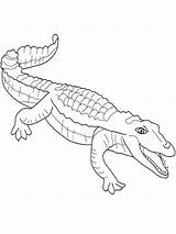 Crocodile Coloring Alligator Head Nile Pages Printable Saltwater Template Getcolorings sketch template