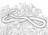 Snake Coloring Pages Mamba Racer Snakes Realistic Printable Reptiles Drawing Kids Drawings Templates 6kb 360px Puzzle sketch template