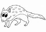 Quoll Spotted sketch template