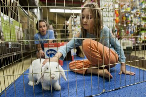 Hopping To Help Bunnies Abandoned After Easter Wsj