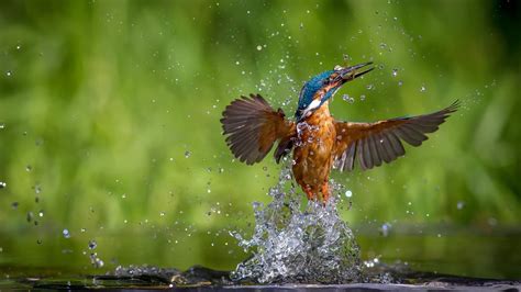 kingfisher  catching fish  water flying   green background hd