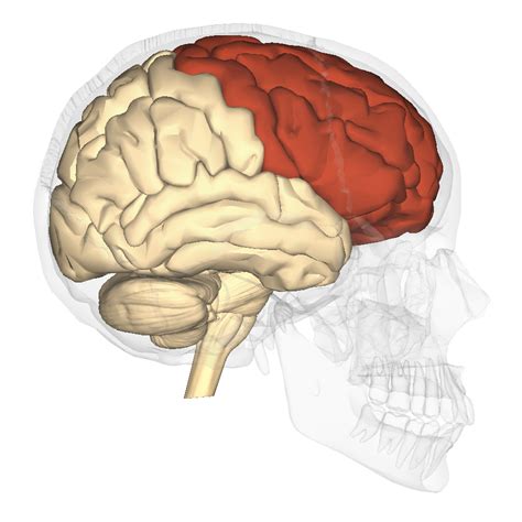 frontal lobe   frontal lobe frontal lobe damage frontal lobe
