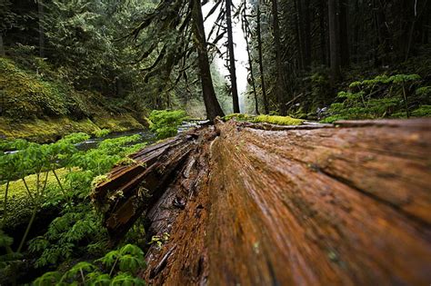 photo wood fallen tree forest nature natural trunk hippopx