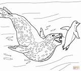 Seal Leopard Coloring Pages Penguin Chasing Drawing Seals Baby Printable Color Penguins Print Snow Cute Circus Leopards Exclusive Clipart Colouring sketch template