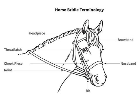 horse bridle diagram  info  buying tack horses horse equipment horse bridle