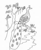 Peacock Peacocks Paon Coloriages sketch template