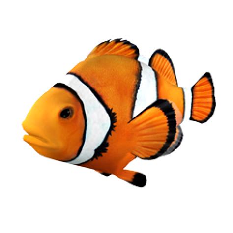 clownfish tropical fish coral reef fish tropical fish png  images   finder
