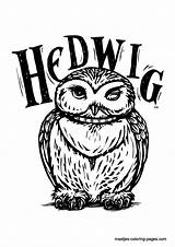Potter Harry Coloring Pages Hedwig sketch template