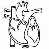 Heart Human Lungs Drawing Diagram Body Clipart Simple Anatomical Unlabeled Coloring Outline Template Printable Anatomy Cartoon Kids Pages Clipartmag Blank sketch template