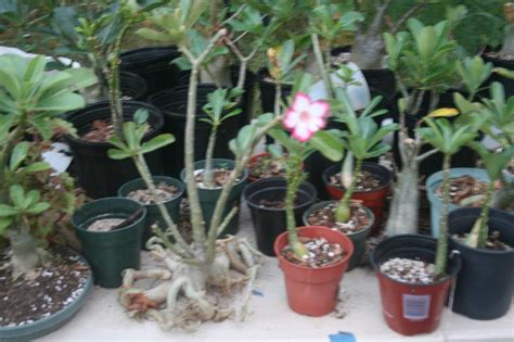 Adeniums Forum Care For A Desert Rose That Didn T Go