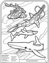 Coloring Pages Shark Goblin Sharks Book Dover Thresher Publications Ocean Color Sheets Doverpublications Welcome Colouring Getdrawings Frilled Printable Kids Getcolorings sketch template