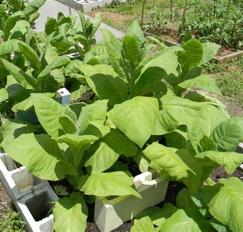grow tobacco     grow  growing plants garden