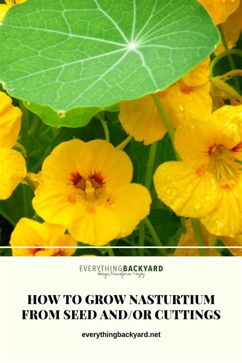 growing nasturtium  seed  cuttings   grow nasturtium
