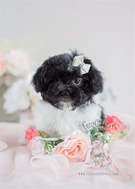 havanese puppies for sale in south florida teacups