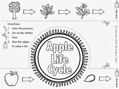 apple tree life cycle printable plant life cycle apple life cycle