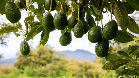 How To Grow And Care For An Avocado Tree