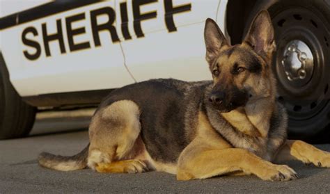 police dog names   military puppy names   dogs