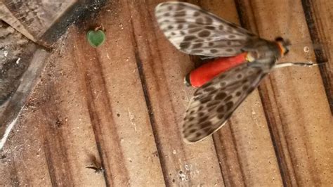 pin  hazel stanislaus  moths  trinidad moth