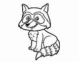 Coloring Raccoon Baby Pages Young Colorear Getdrawings Coloringcrew Getcolorings sketch template