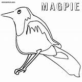 Magpie Coloring Designlooter sketch template
