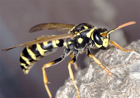 bee wasp  hornet nest     gardening  michigan