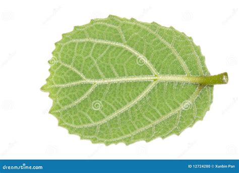 leaf isolated  white stock photo image  environmental