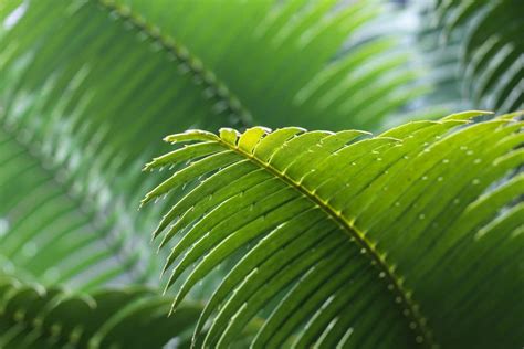 indoor palm trees  grow  home petal republic