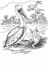 Coloring Pages Pelican Pelicans Birds California Brown Book Dover Adult Color Books Bird Printable Doverpublications Publications Birdwatcher Template Realistic Mother sketch template