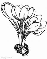 Coloring Crocus Flower Pages Flowers Bulbs Printable Spring Drawing Colouring Seasons Getdrawings sketch template